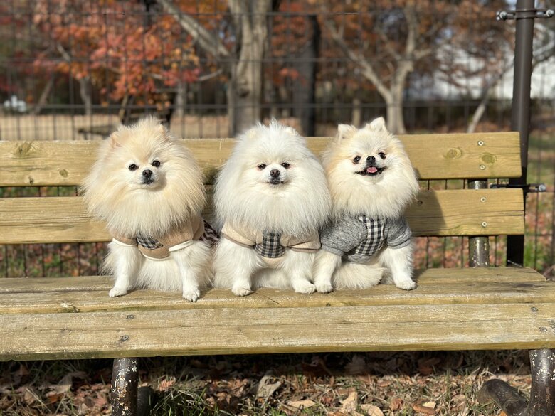 提供：愉快な3姉妹ポメラニアンちゃんねるさん