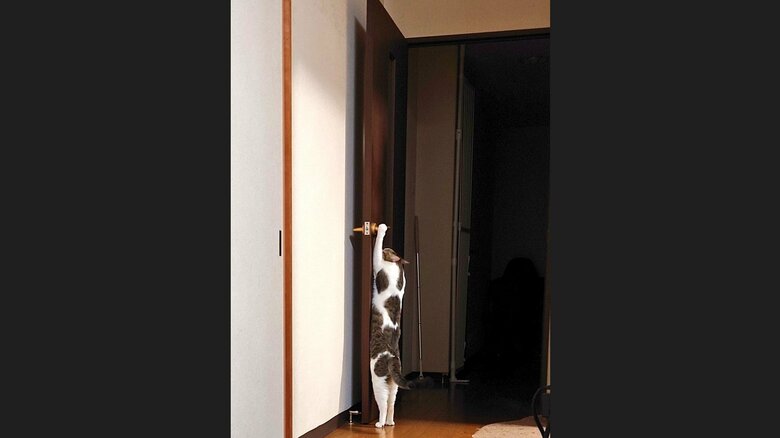 ドアノブにいたずらをするモルガナくん（提供：Iha Aさん）