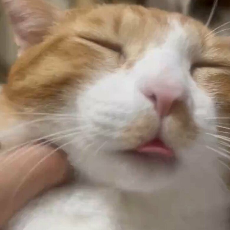 なでられ、舌が出てしまう