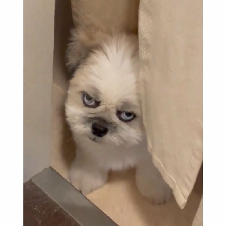 飼い主さんをすごい目つきで見る「ちゃちゃ」ちゃん