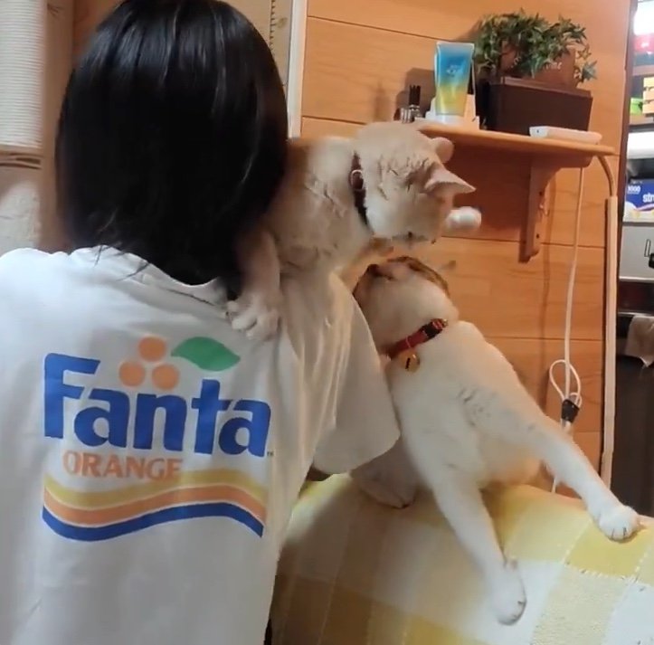 提供：nyaokoさん