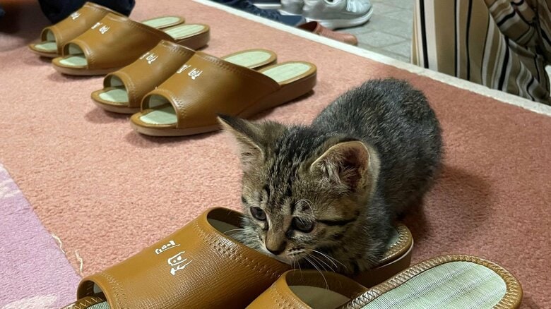 スリッパに座る、あんずちゃん（桐屋旅館のTwitterより）