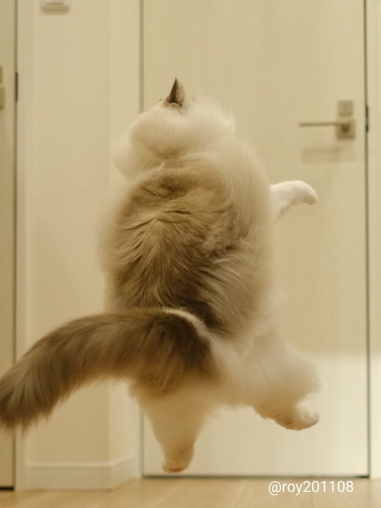 提供：ロイ(Roy)くん@ラグドールさん