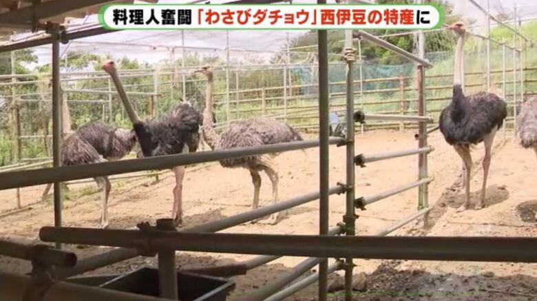 西天城高原でダチョウ約25頭を飼育