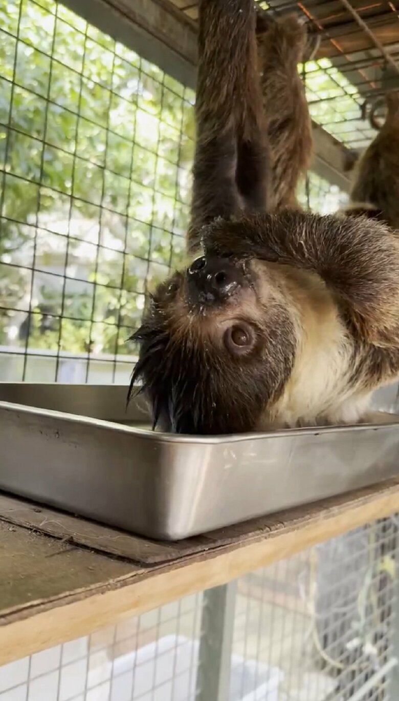 ぶら下がりあおむけの体勢になっているキンカンちゃん（提供：神戸市立王子動物園）
