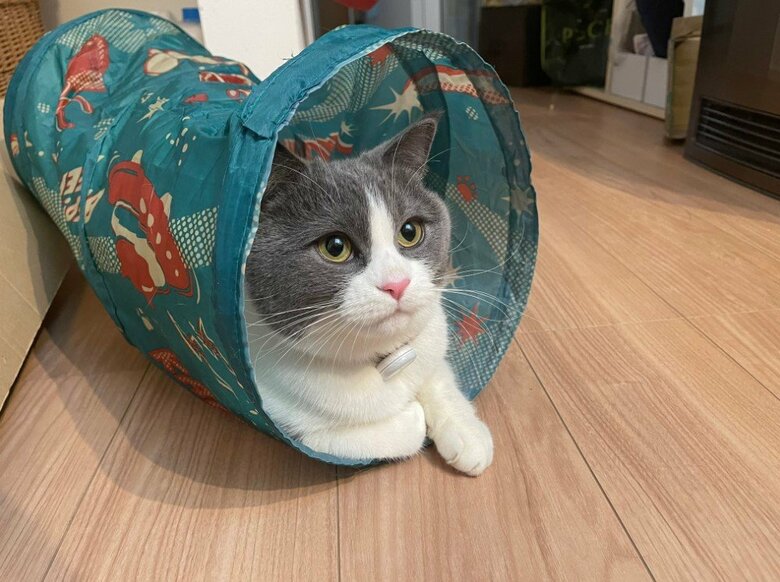 提供：コテツとまるさん