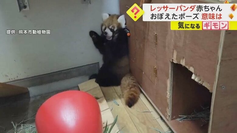最近覚えたポーズを決めるレッサーパンダの杏香