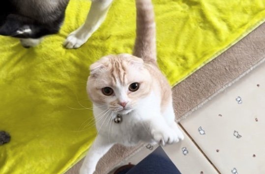 提供：犬と猫の親バカ日記さん