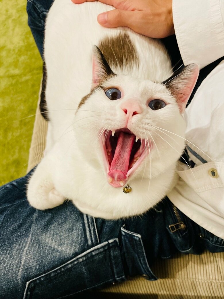 飼い主さんの脚の上であくび（提供：つくね＆ひまりさん）