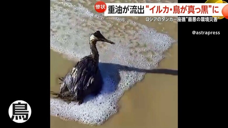 重油にまみれうずくまる鳥