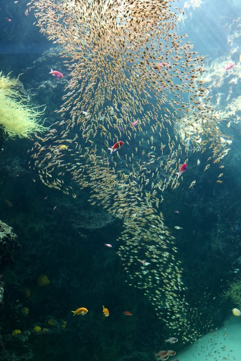 キンメモドキの魚群　トルネード型（提供：アクアマリンふくしま）