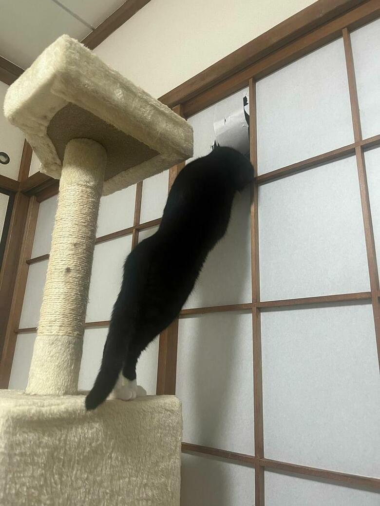 提供：ちびまるまろんさん
