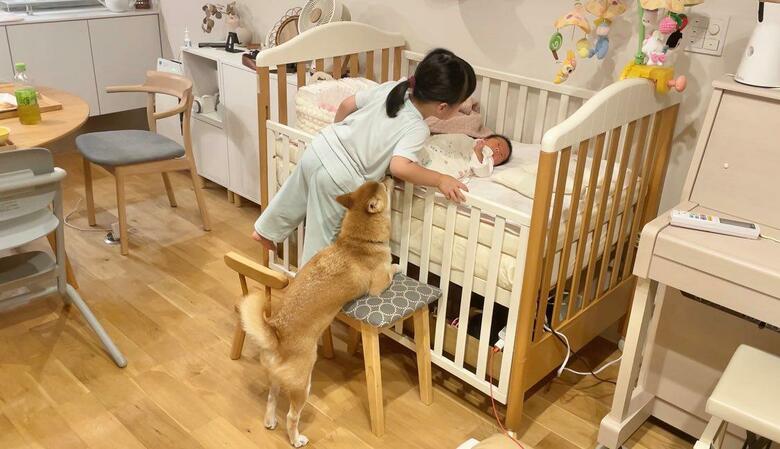 提供：柴犬りんご郎 YouTube 