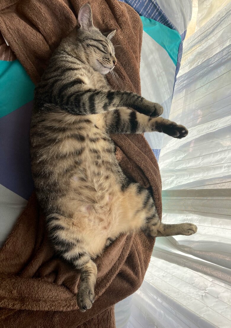 提供：かぎしっぽすず&つむぎさん