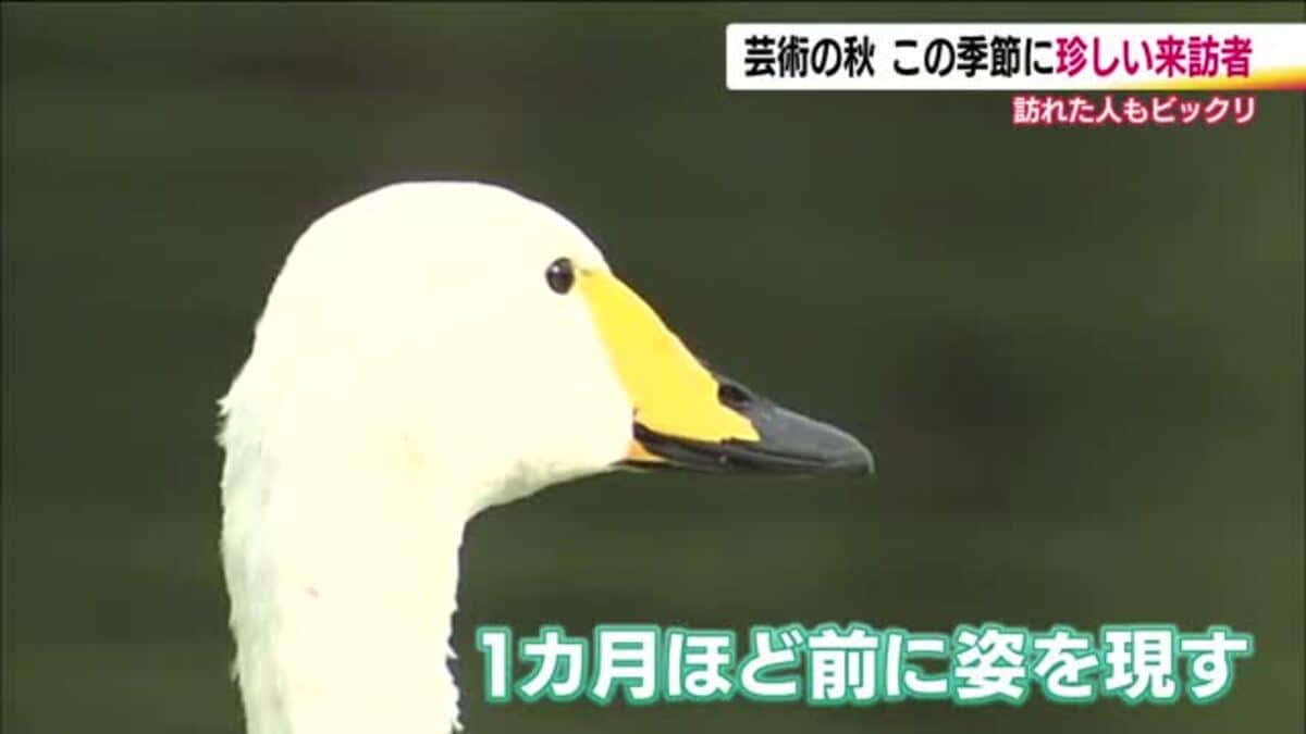 サギじゃない？…確認したら白鳥でした。 冬の使者が真夏の福島で避暑