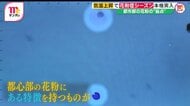 “花粉爆発”で症状重くなる可能性も 都市部の花粉の“盲点”…飛散数少なくても要注意 “ガーゼでくるんだ綿”で対策