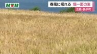 長崎県五島市で春風に揺れる大麦畑