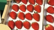 紅ほっぺ・あまおうなど…“ご当地イチゴ”がタッグでPR　30年間で消費4割減…生産量上位10県で「全国いちご会議」発足
