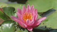 布瀬南公園でスイレンが見頃　白やピンクの花が水辺を彩る　15日の県内は前日までの暑さは少し和らぎそう