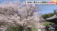 “うす紅の薄衣”今治・菊間の名木「金龍桜」メジロも一層の趣　市民らに支えられ今年も満開に【愛媛】