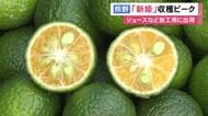 爽やかな香りと酸味…三重県熊野市で発見された柑橘類「新姫」の収穫が最盛期 ジュースやポン酢等の加工用に