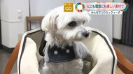 建築用断熱材を犬やネコのベッドに　炭鉱閉山で苦境の企業…縫製技術を生かしペット用品開発【長崎発】
