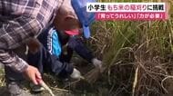 小学生　田植えしたもち米の稲刈りに挑戦「育ってうれしい」「きつかった」もち米はもちつきして食べる予定