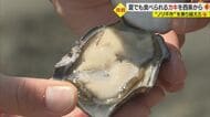 1年中おいしいカキを養殖…不作続くノリ養殖業者の新たな挑戦 ミシュラン獲得の職人も期待【愛媛発】