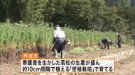 正月飾りに使う若松の出荷準備が進む　兵庫県丹波市