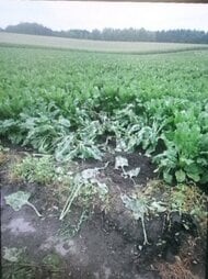 【ヒグマ速報】畑には複数の足跡が…ビートが食い荒らされ、踏み倒される_朝の農作業で発見_警察やハンターが付近を警戒するとともに住民に注意呼びかけ〈北海道旭川市〉