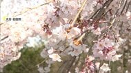 名所「大原大しだれ桜」十数本の枝に切られた痕　樹齢200年…管理会社「老木だが大事にしてほしい」　大分・日田市