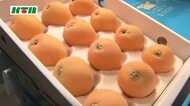 初夏の味覚「びわ」卸売市場でおいしさをPR　長崎は日本一の生産量！大玉の「なつたより」は甘み十分で生育は順調