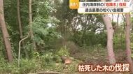 松くい虫被害のクロマツ・危険木を伐採　庄内海岸林の再生・被害拡大防止のため　山形
