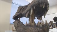 “恐竜王国”誕生へ …世界の研究者が注目の「化石の宝庫」 太古のロマンで街づくり【長崎発】