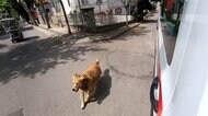 主人を追って病院まで... 救急車の後ろ走り続けた犬