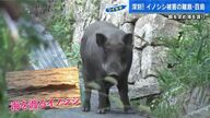 “海を渡るイノシシ” エサ求め、金属扉や柵も突破！ 離島の空き家がメチャクチャに… 深刻なイノシシ被害【広島発】