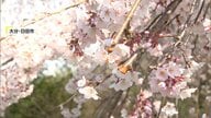 名所「大原大しだれ桜」十数本の枝に切られた痕　樹齢200年…管理会社「老木だが大事にしてほしい」　大分・日田市