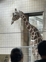 6月21日は「世界キリンの日」　動物の中で最も首が長～いキリンが“体重測定”…1トン超え！　大阪市の天王寺動物園