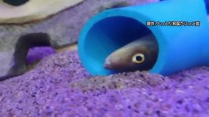 アナゴが仰向けでお昼寝…ミニ水族館「とっとり賀露かにっこ館」のスタッフ投稿がユニークと話題