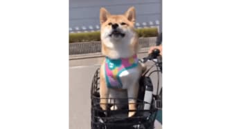 くつろぎすぎの柴犬 自転車カゴに顔押しつけスッポリ 飼い主に状況を聞いた