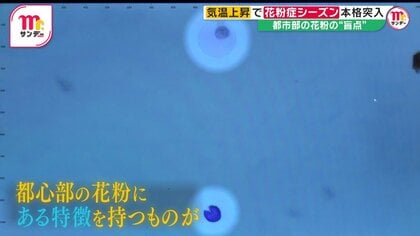 “花粉爆発”で症状重くなる可能性も　都市部の花粉の“盲点”…飛散数少なくても要注意　“ガーゼでくるんだ綿”で対策