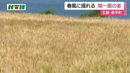 長崎県五島市で春風に揺れる大麦畑