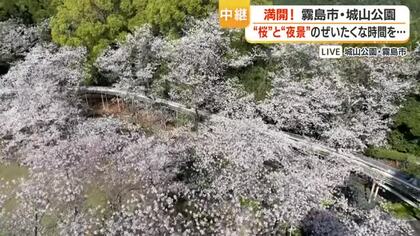 【中継動画】城山公園 桜と夜景が同時に楽しめる霧島の名所 約630本の淡いピンクが夜景に映える「贅沢な花見」