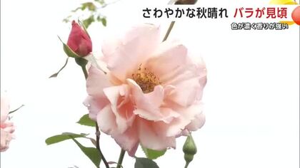 色が濃く香りが強い“秋バラ”　大館市のローズガーデンで見頃　秋晴れのもと、来園者が散策楽しむ　秋田