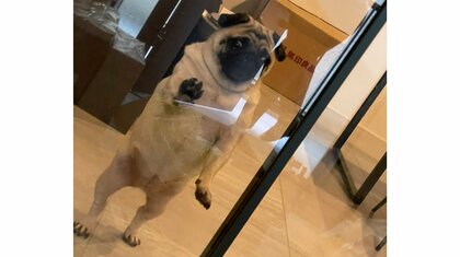 「その見送り方は人なんよ」連休明けの飼い主の出社に“嘘だろ”とパグの立ち姿に絶望感…普段の“人間っぽさ”も聞いた