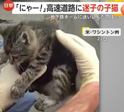 「よしよし、大丈夫だ」高速道路で骨折した迷子の子ネコを救出…NYの地下鉄ホーム下ではペットホテルから抜け出した子犬保護　アメリカ