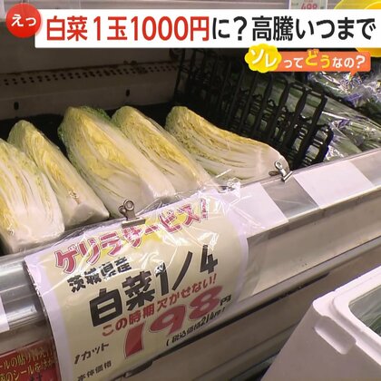 白菜1玉が“1000円”に？…キャベツ平年の3.4倍に　沖縄・名護市でキャベツ400玉窃盗被害　価格落ち着くのは4月か【ソレってどうなの？】