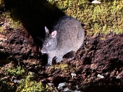 絶滅危惧種のウサギや“日本一美しいカエル”の姿も…世界自然遺産登録から4年の奄美大島の今