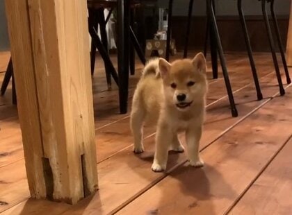 “家に来て2日目”の柴犬はまだ警戒モード…「触れ合い方を模索中」のリアクションがかわいすぎる