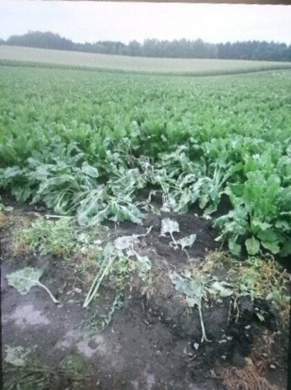 【ヒグマ速報】畑には複数の足跡が…ビートが食い荒らされ、踏み倒される_朝の農作業で発見_警察やハンターが付近を警戒するとともに住民に注意呼びかけ〈北海道旭川市〉